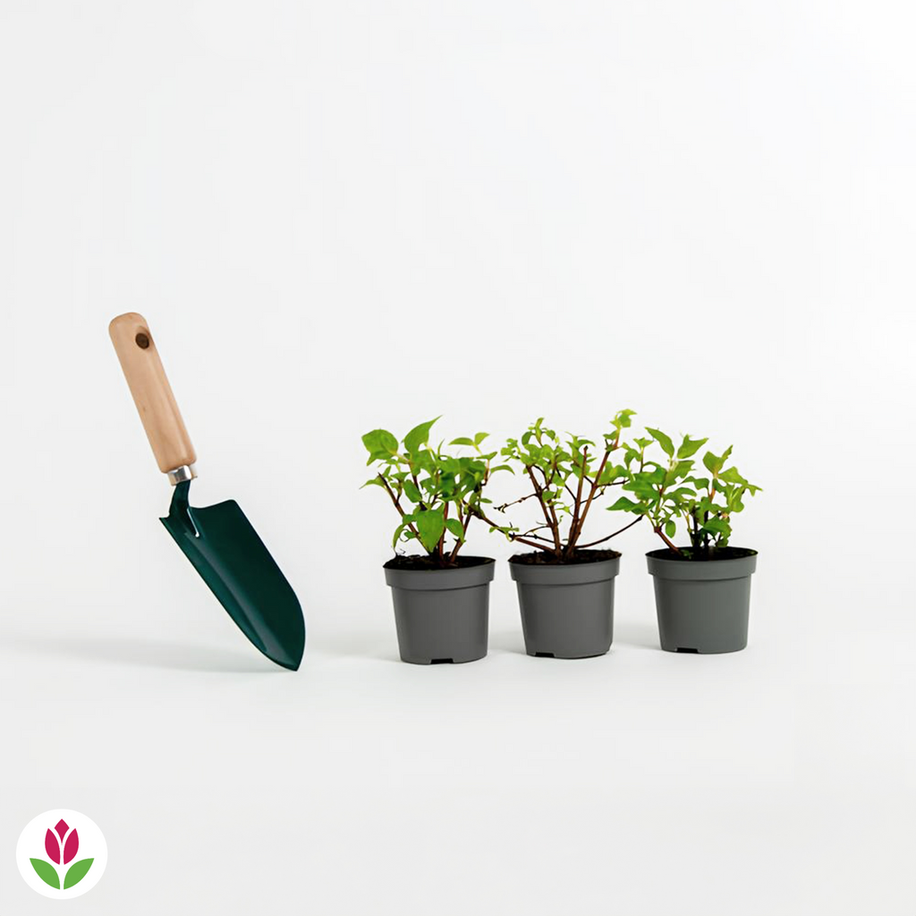  3 Fuchsias Résistants Au Gel Annabel