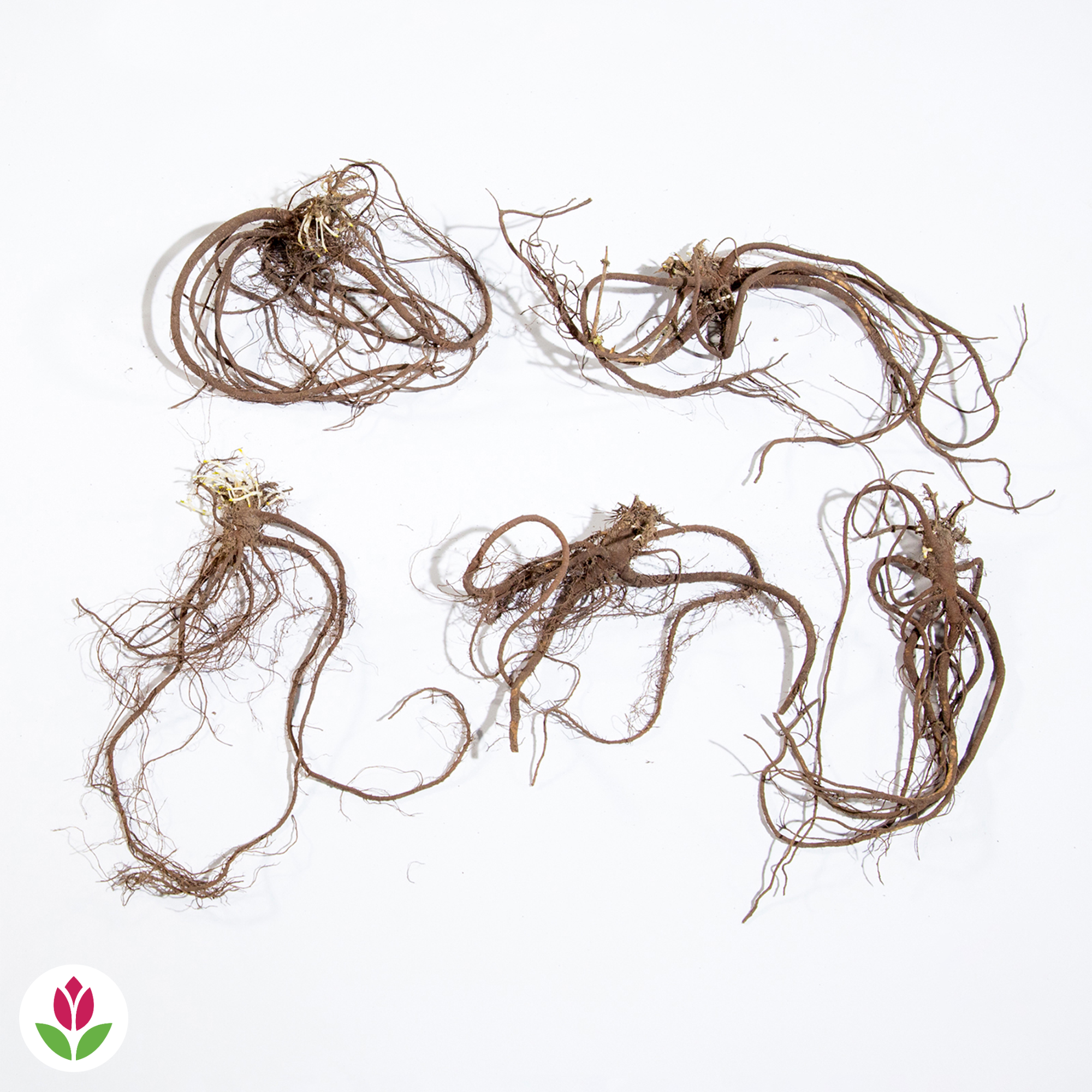  5 Saponaires Ocymoides