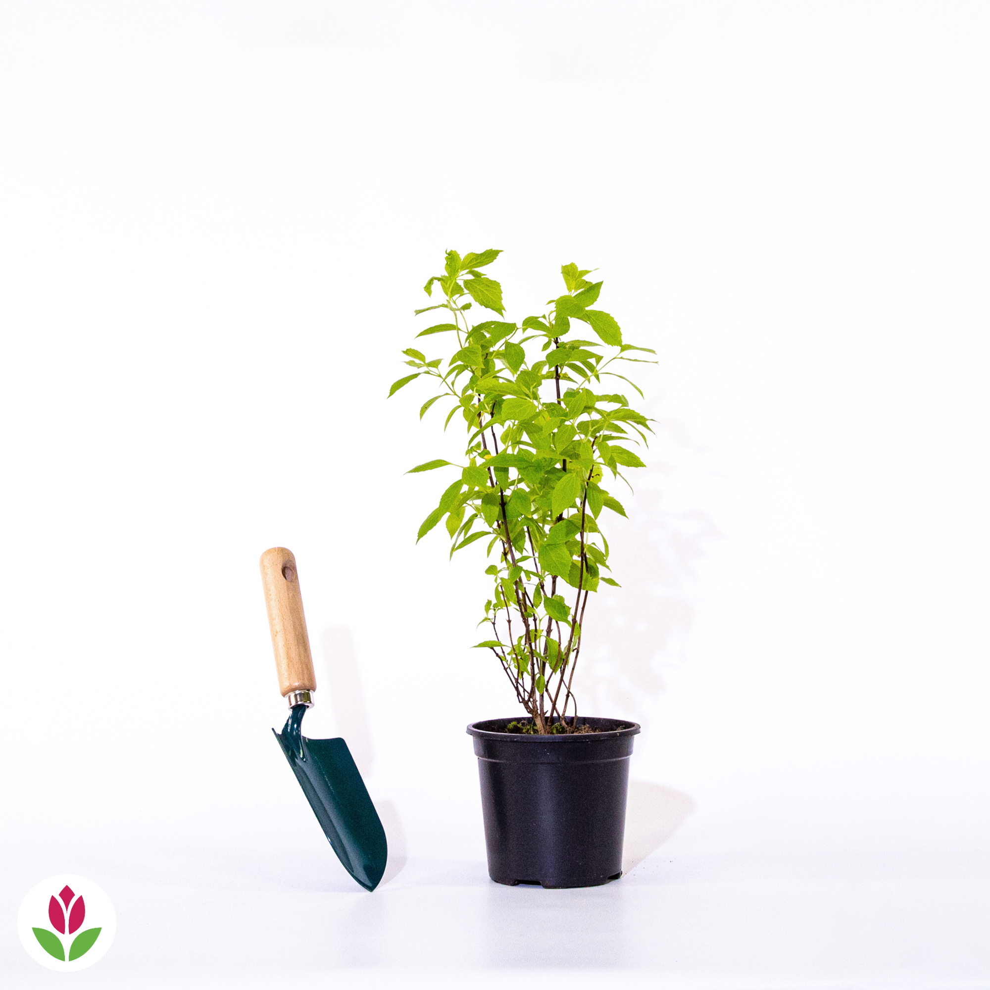 Seringat Virginal - Philadelphus
