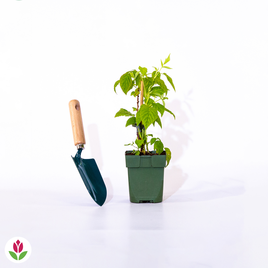  Framboisier Nain Et Compact Non Remontant Beauté Rubis ®