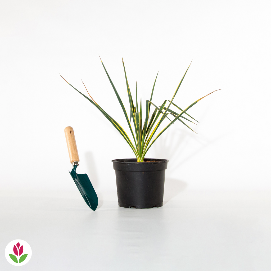  Yucca Panaché