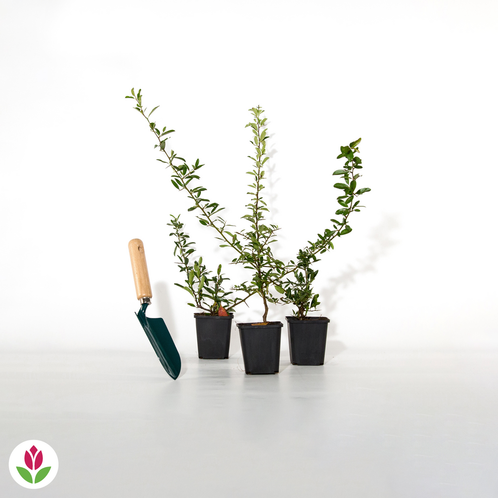  3 Pyracantha Jaune