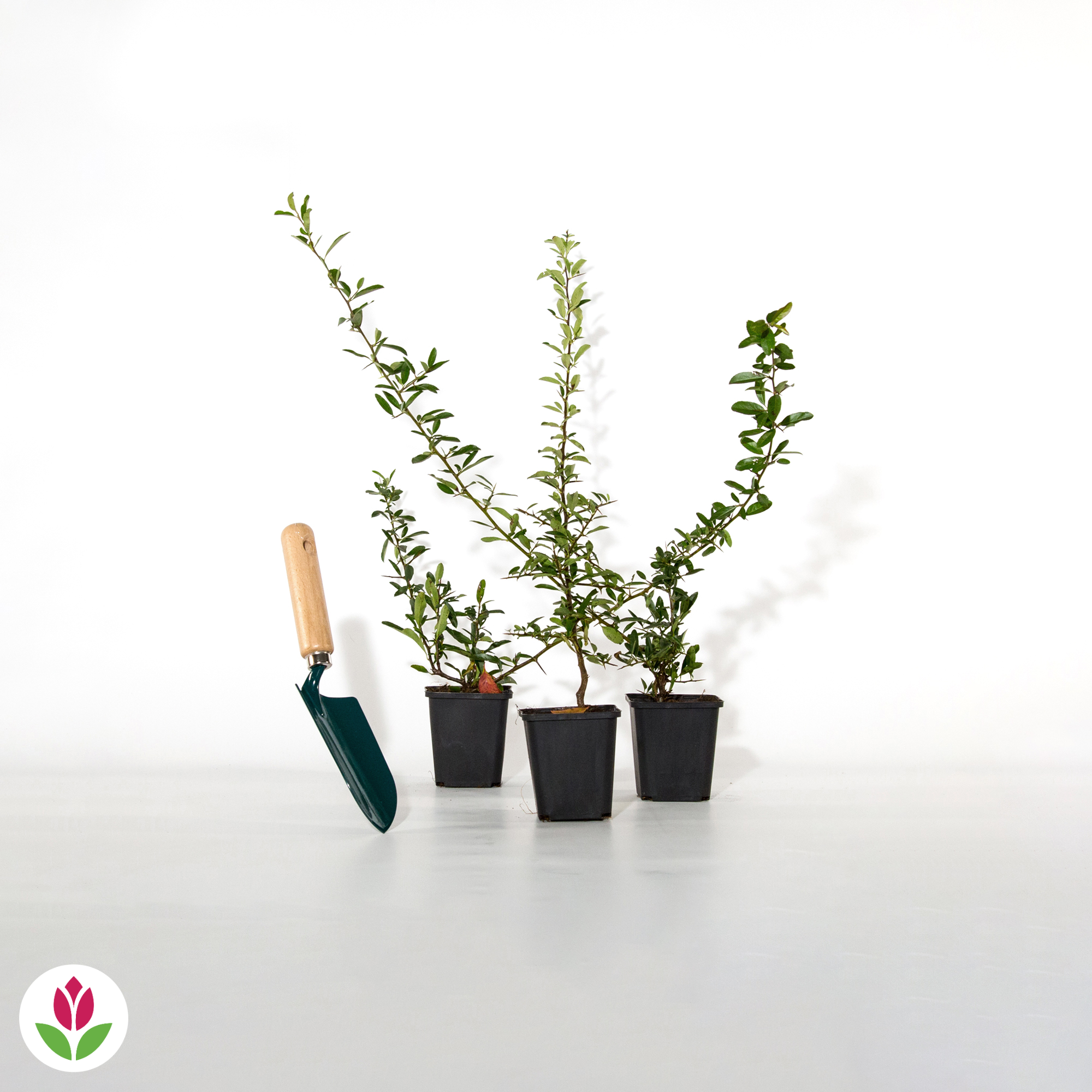  3 Pyracantha Jaune