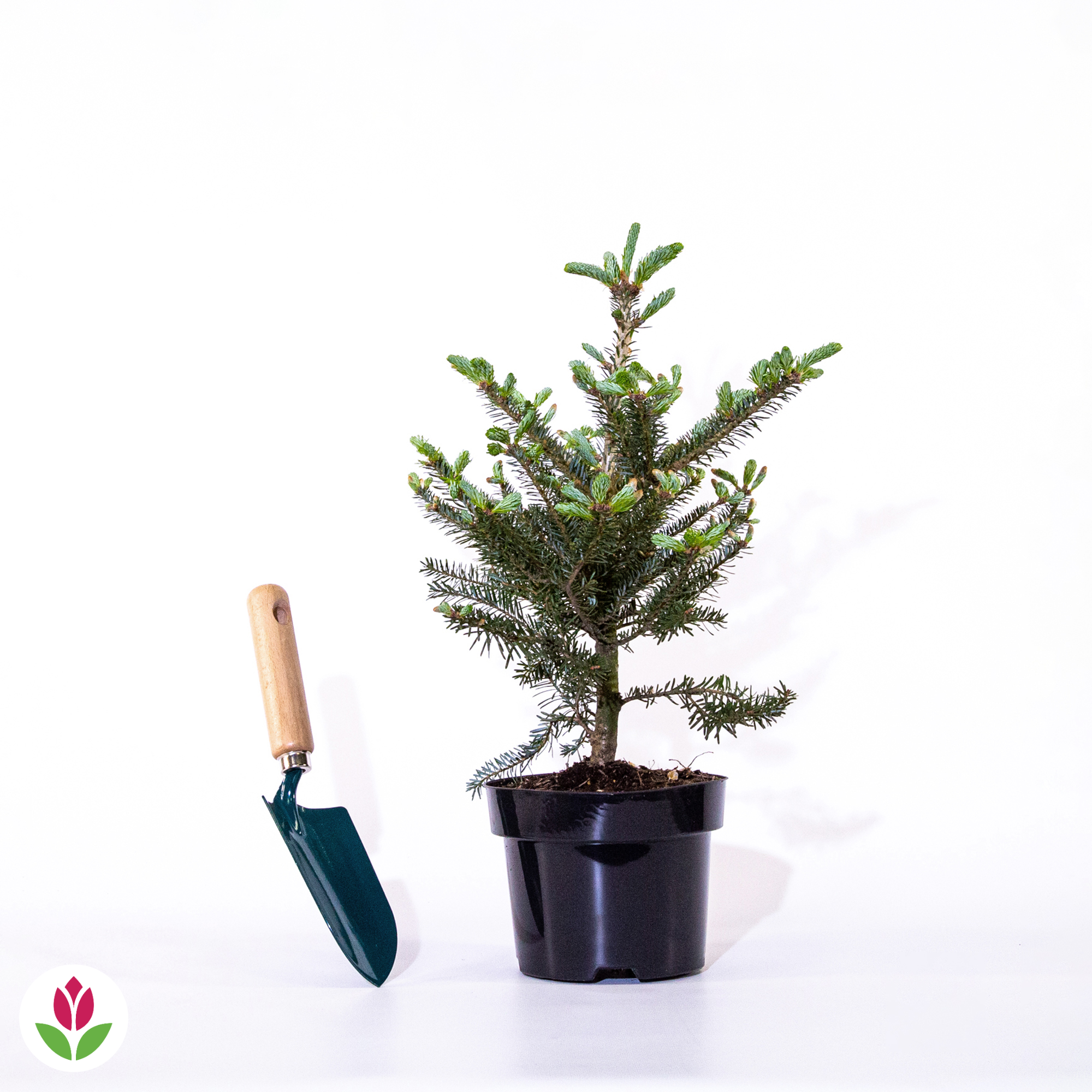  Sapin De Corée
