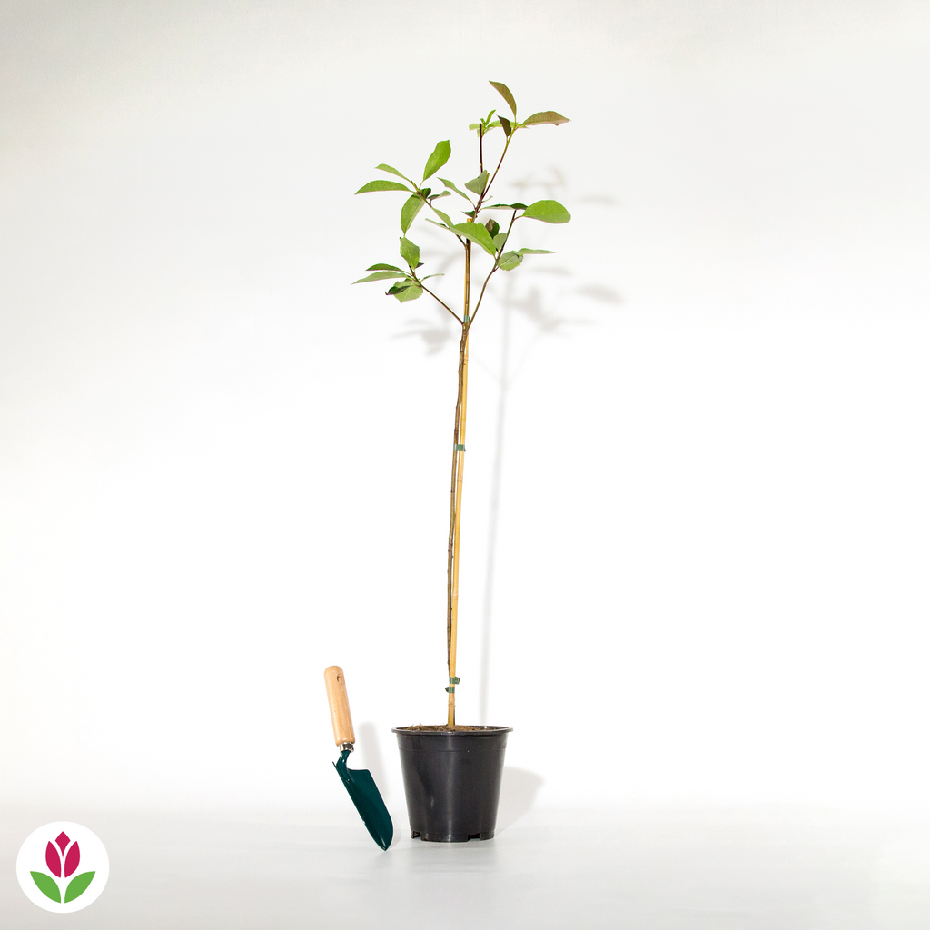  Photinia Red Robin Sur Tige