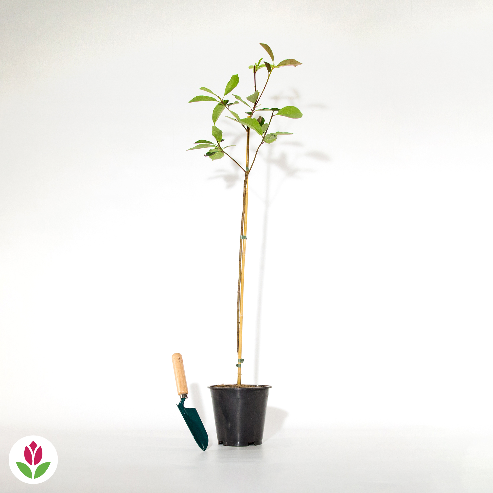  Photinia Red Robin Sur Tige