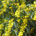  Mimosa Des 4 Saisons