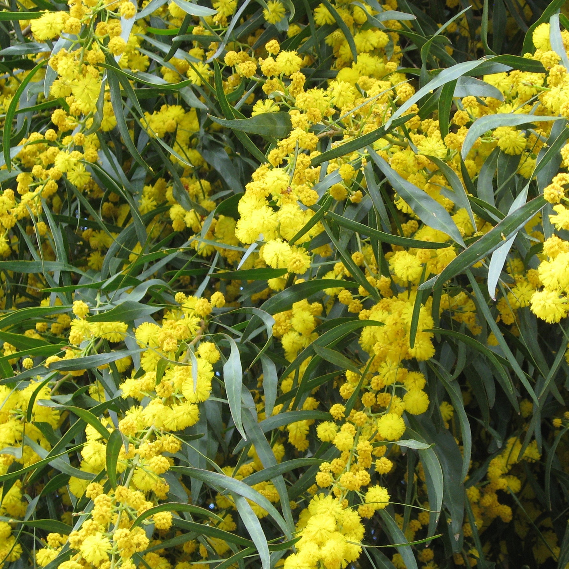  Mimosa Des 4 Saisons
