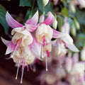  3 Fuchsias Résistants Au Gel Annabel