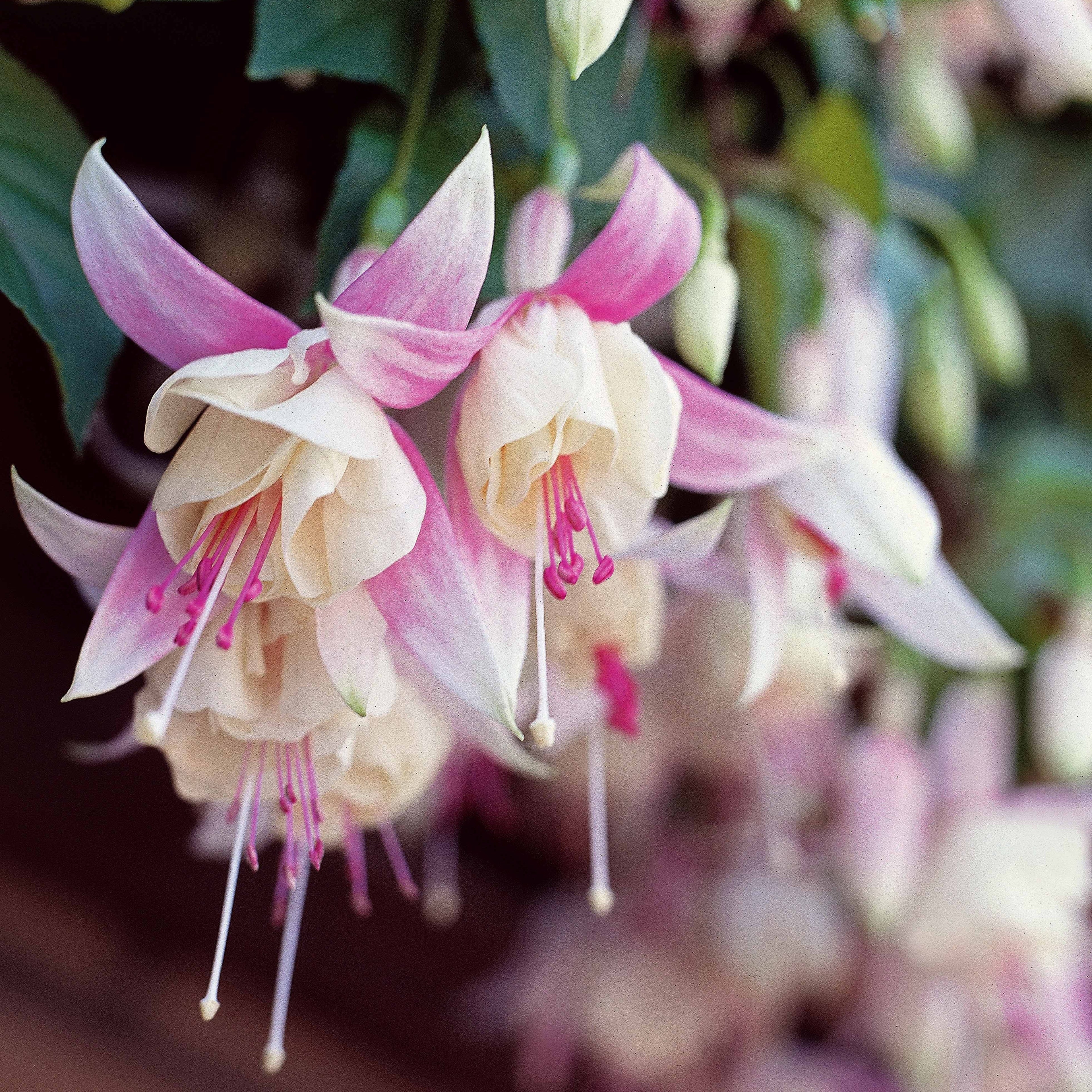  3 Fuchsias Résistants Au Gel Annabel