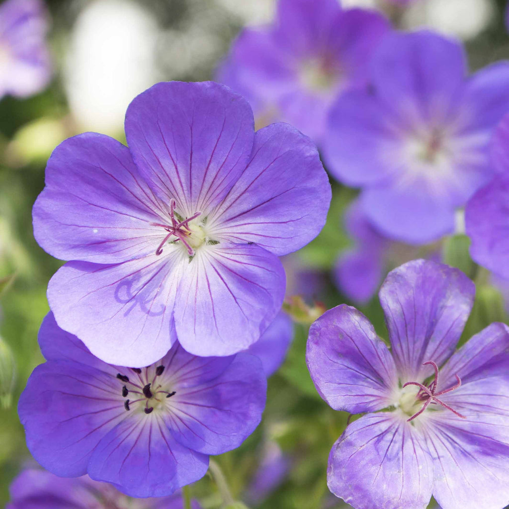  Géranium Vivace Bleus De L'Himalaya