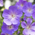  Géranium Vivace Bleus De L'Himalaya
