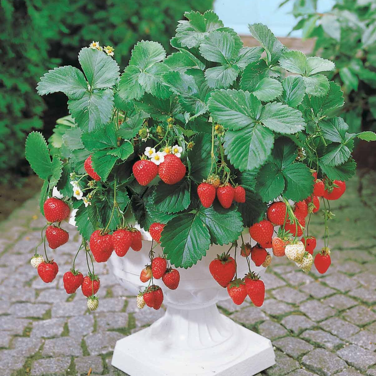  Fraisier Remontant Maestro ®