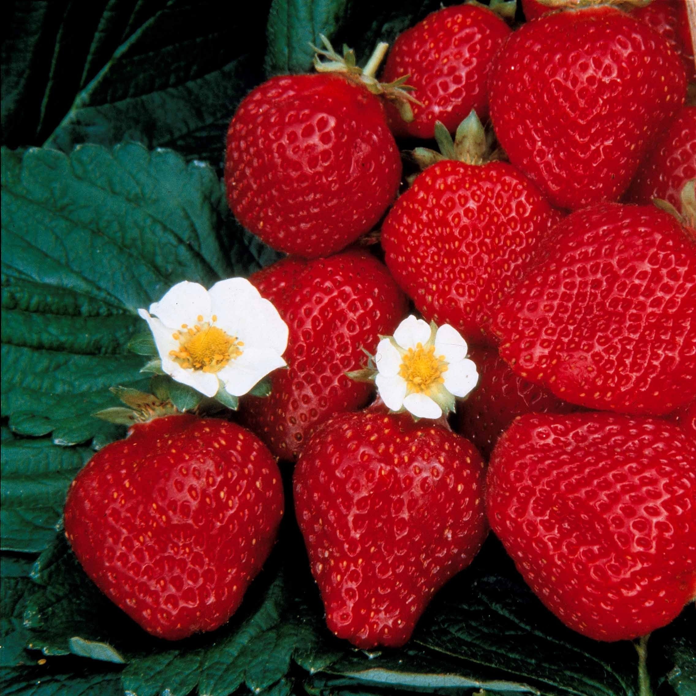  Fraisier Remontant Maestro ®