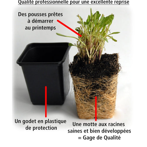  3 Ficoïdes Jaunes