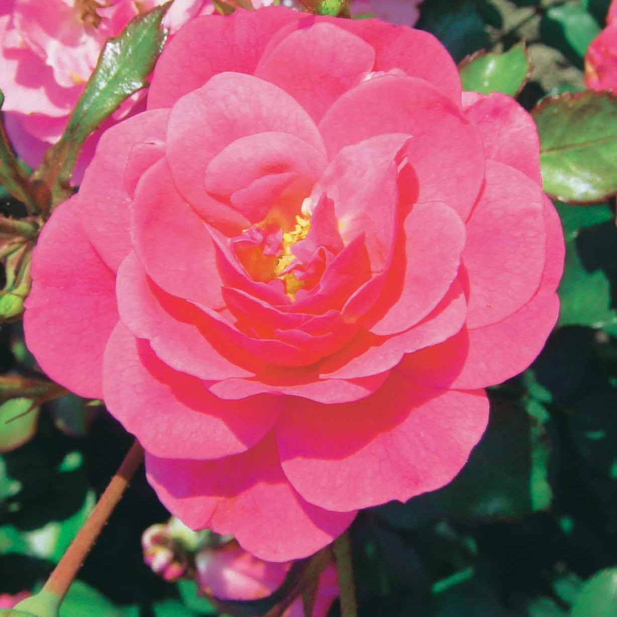  3 Rosiers Couvre-sol Mirato ®
