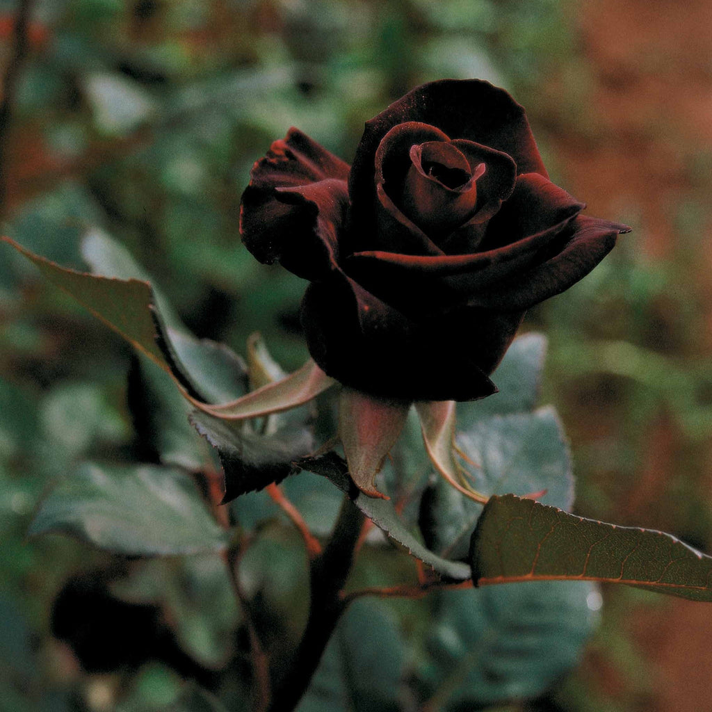  Rosier Buisson Black Baccara ® Meidebenne