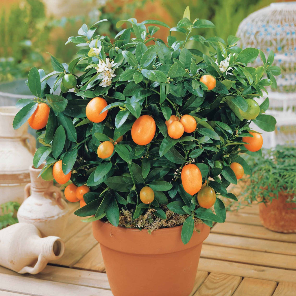  Kumquat