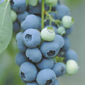  Myrtillier Vitaminos