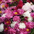  3 Pivoines Parfumées Rouge, Rose, Blanche En Mélange