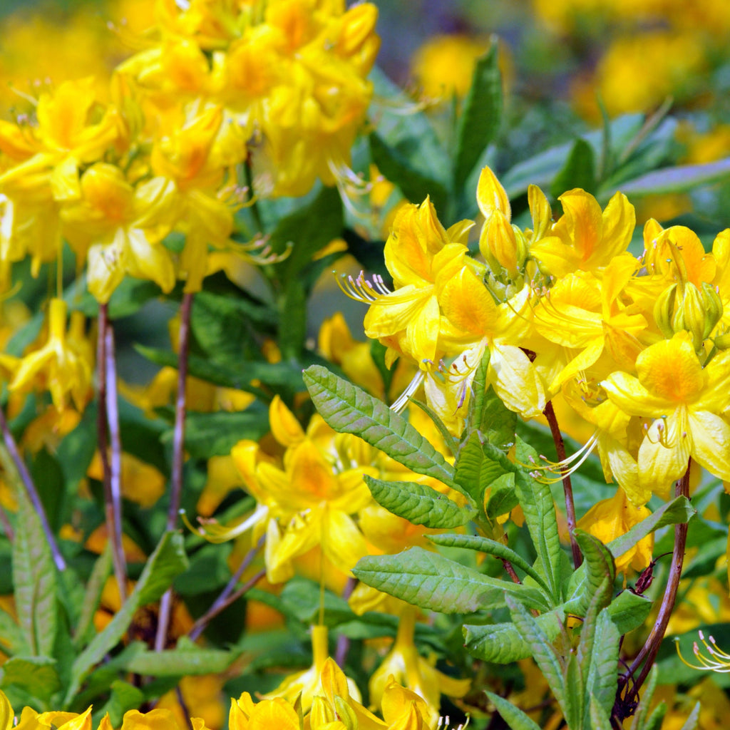  Azalée De Chine Jaune