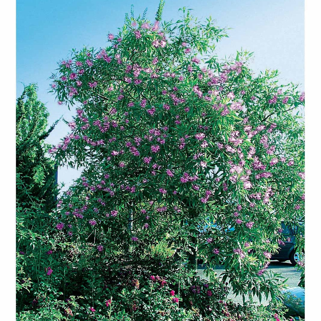  Chitalpa Pink Dawn