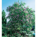  Chitalpa Pink Dawn