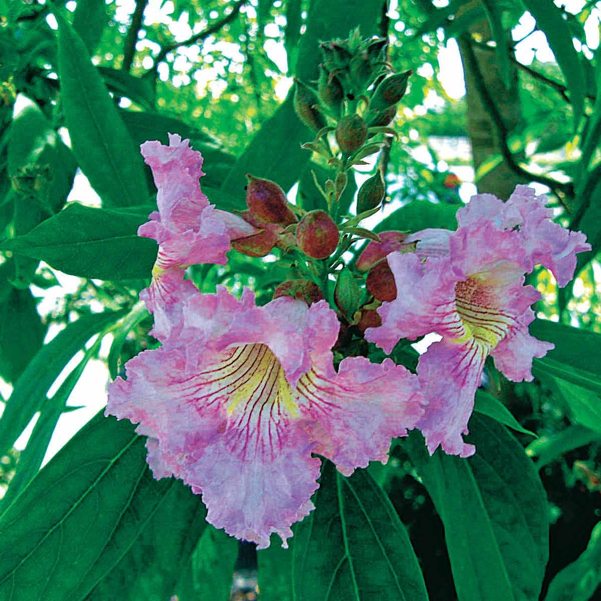  Chitalpa Pink Dawn