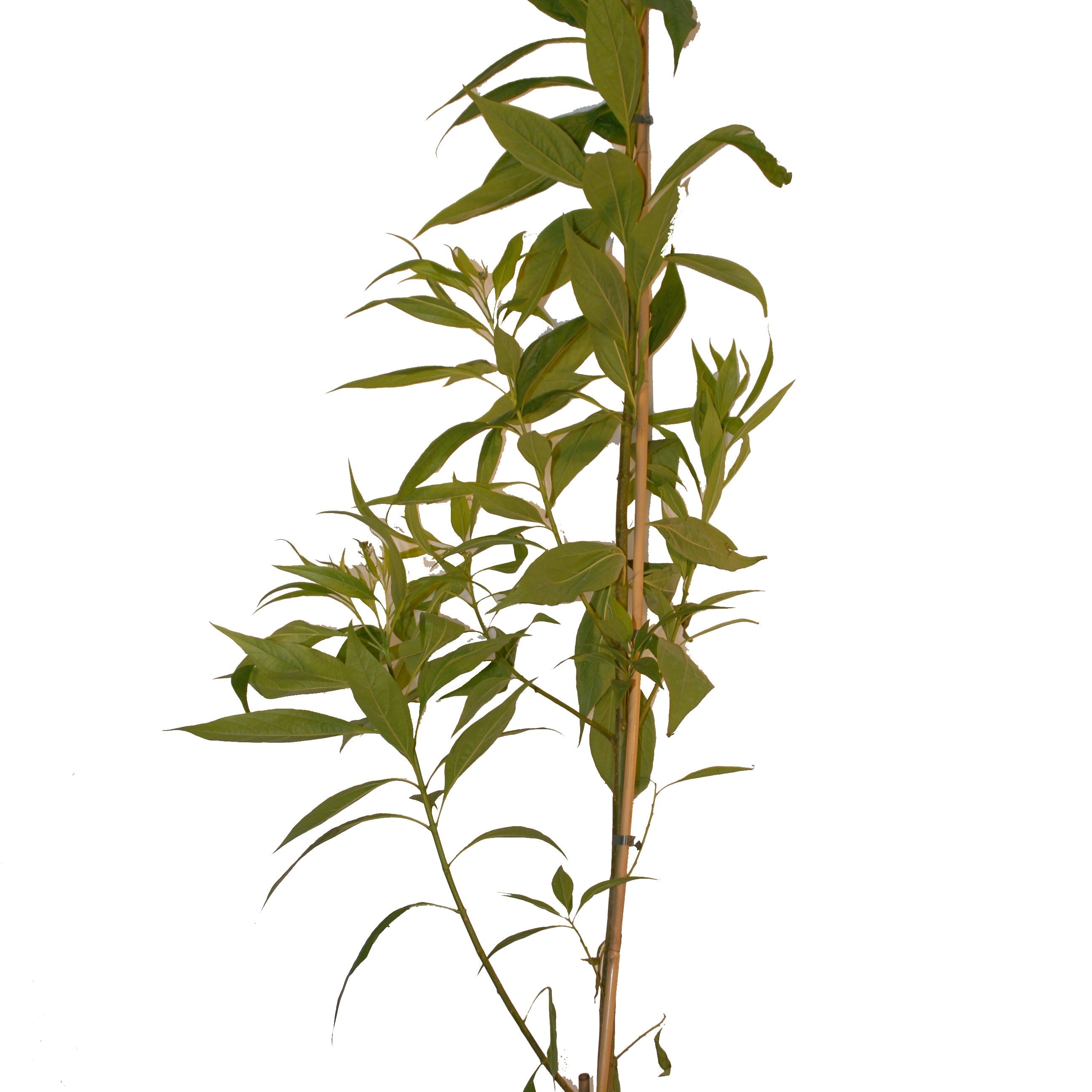  Chitalpa Pink Dawn
