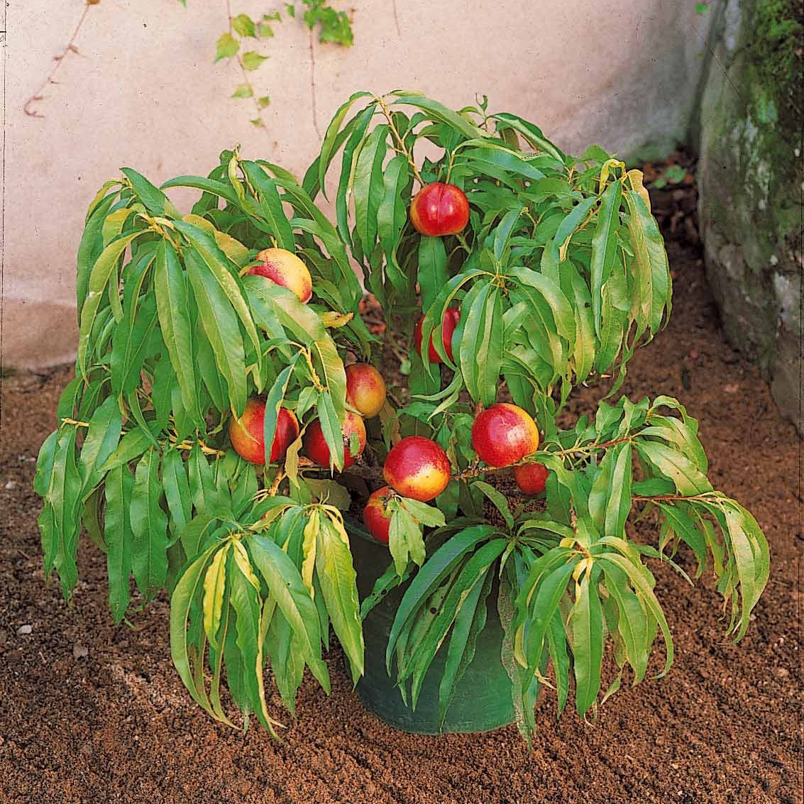  Mini-nectarine Morton