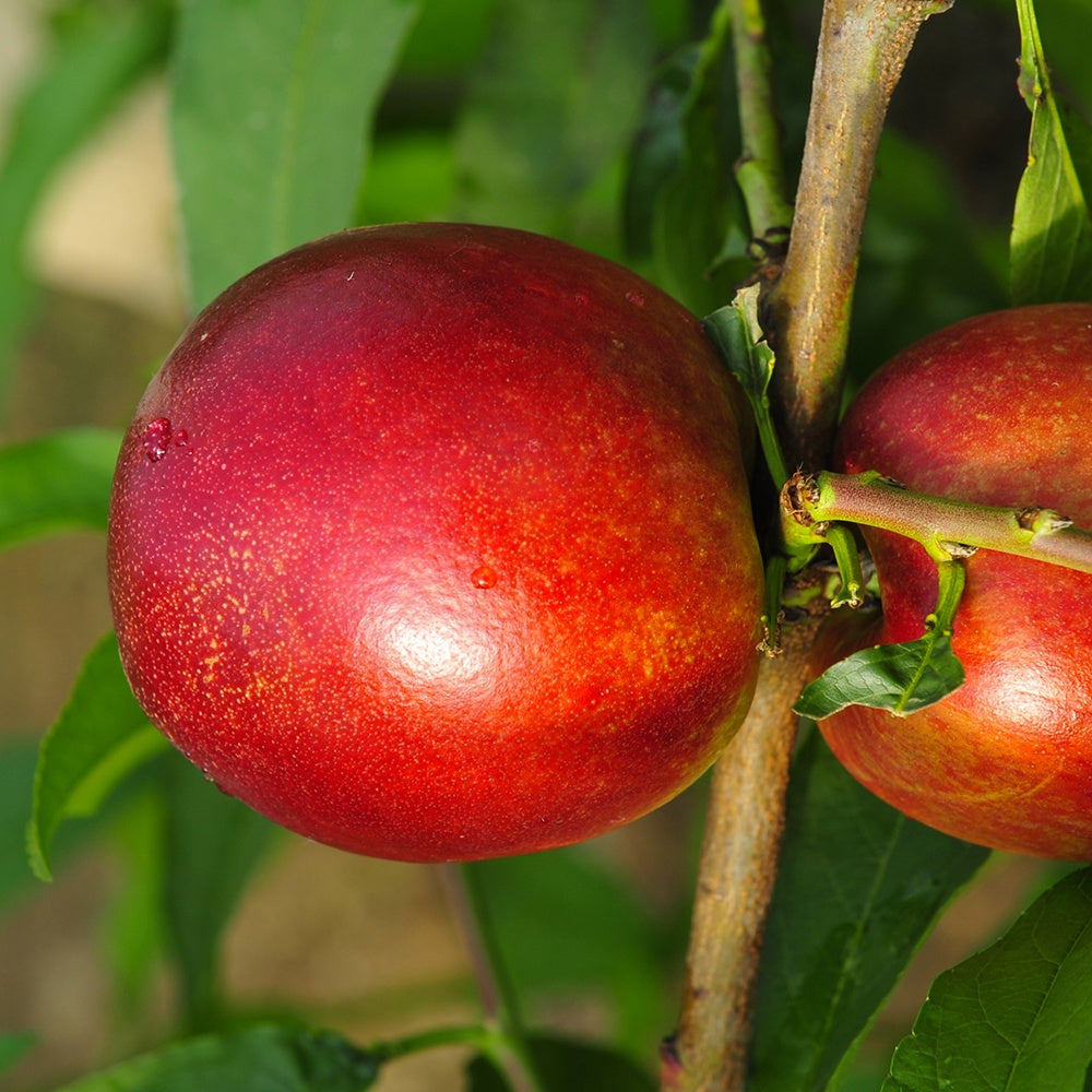  Mini-nectarine Morton