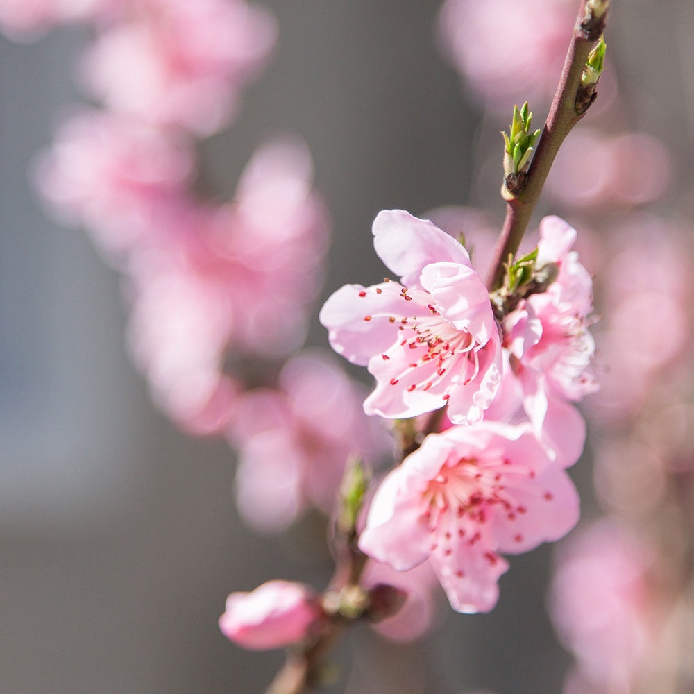  Mini-nectarine Morton