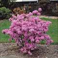  Rhododendron Précoce