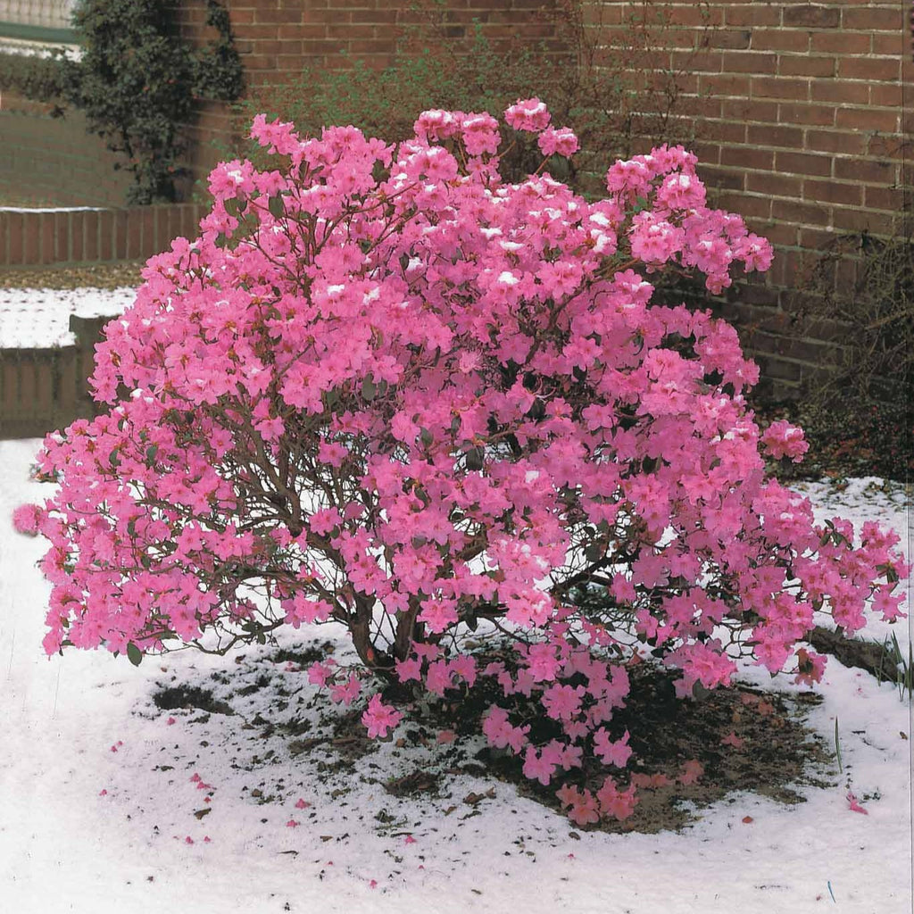  Rhododendron Précoce