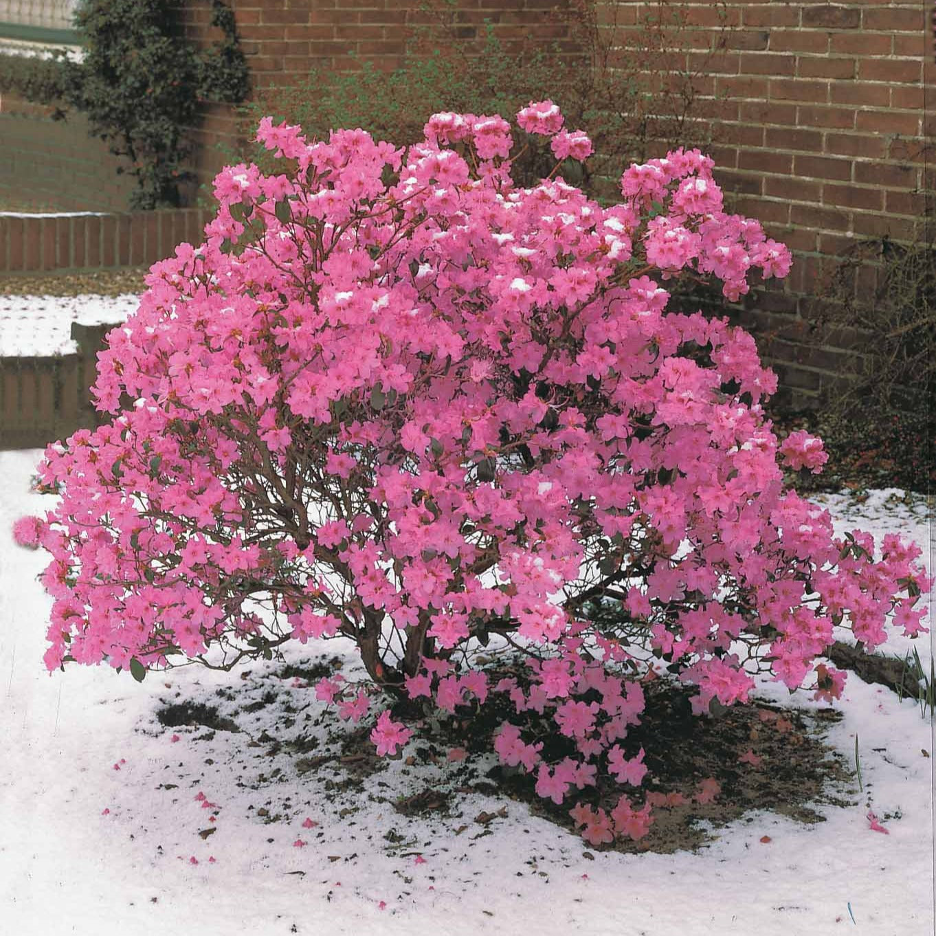  Rhododendron Précoce