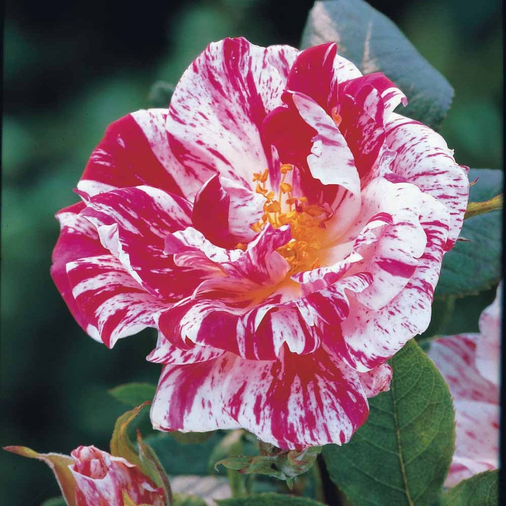  Mini-rosier Sur Tige Armida