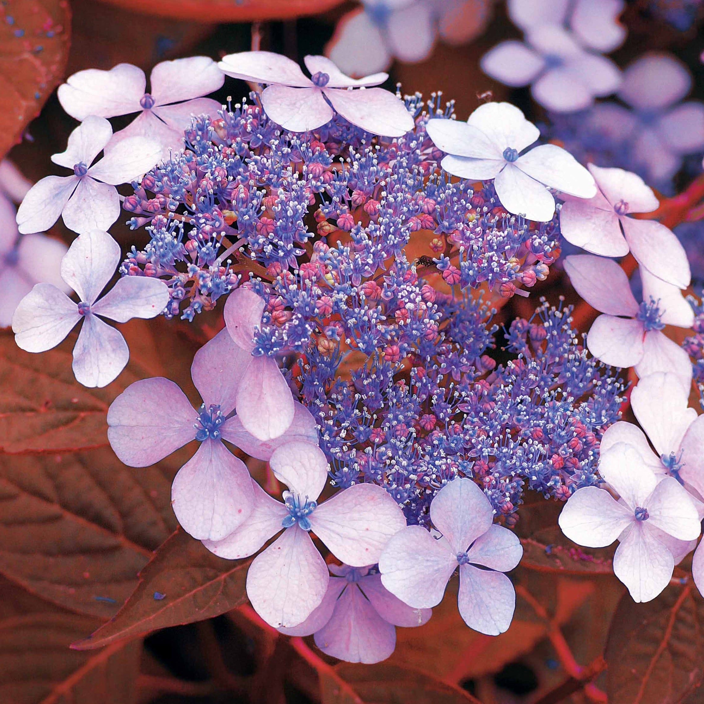  Hortensia été Indien