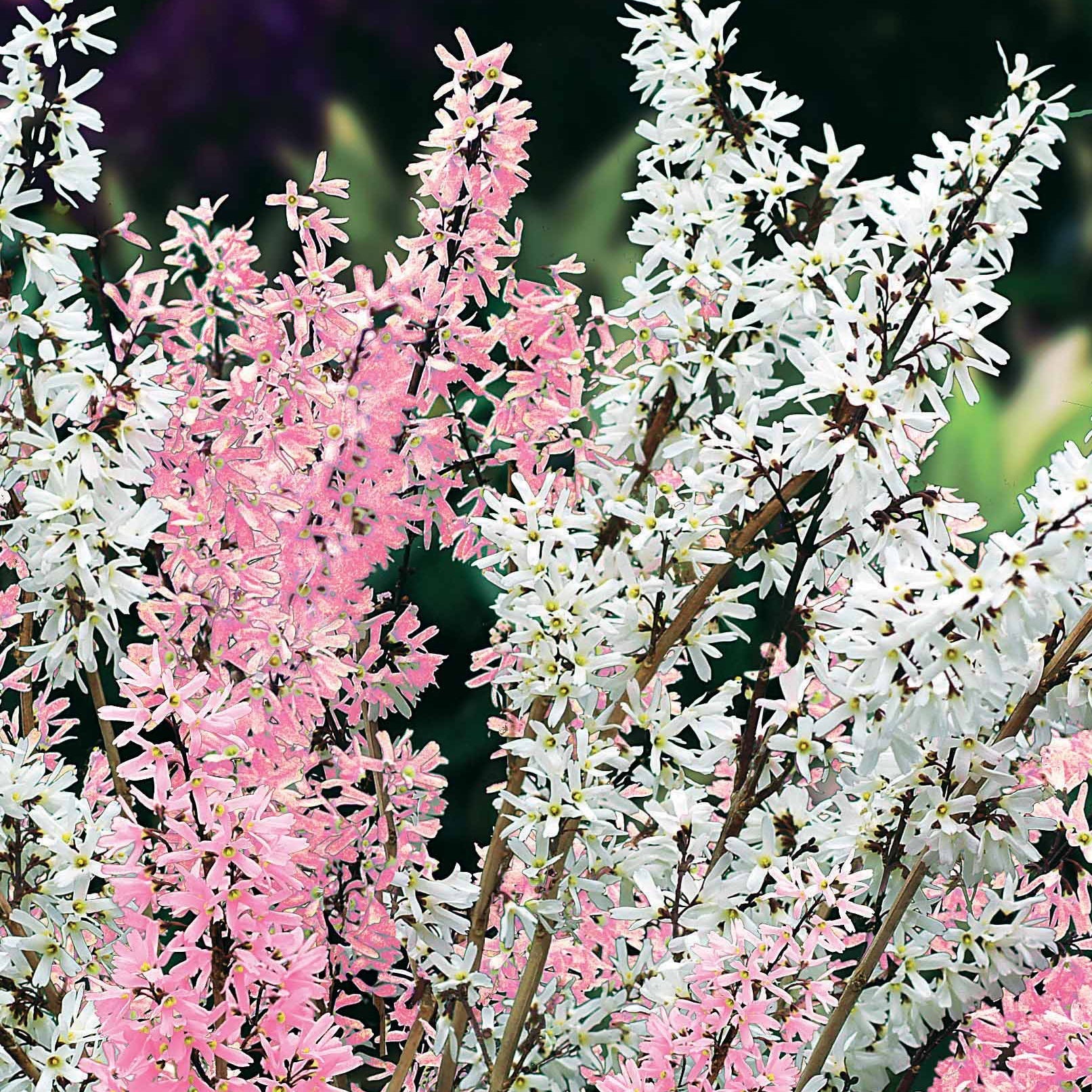  Forsythias Blanc Et Rose