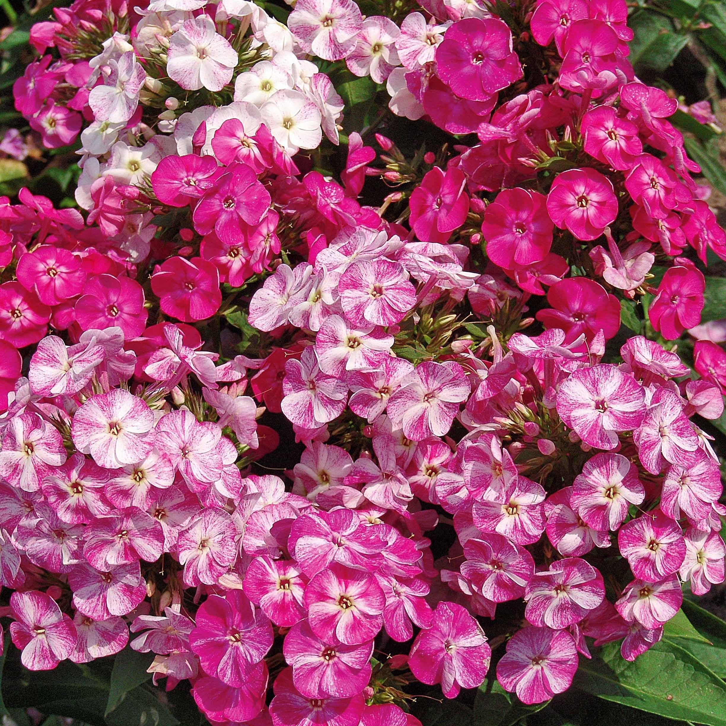  3 Phlox Pot Pourri