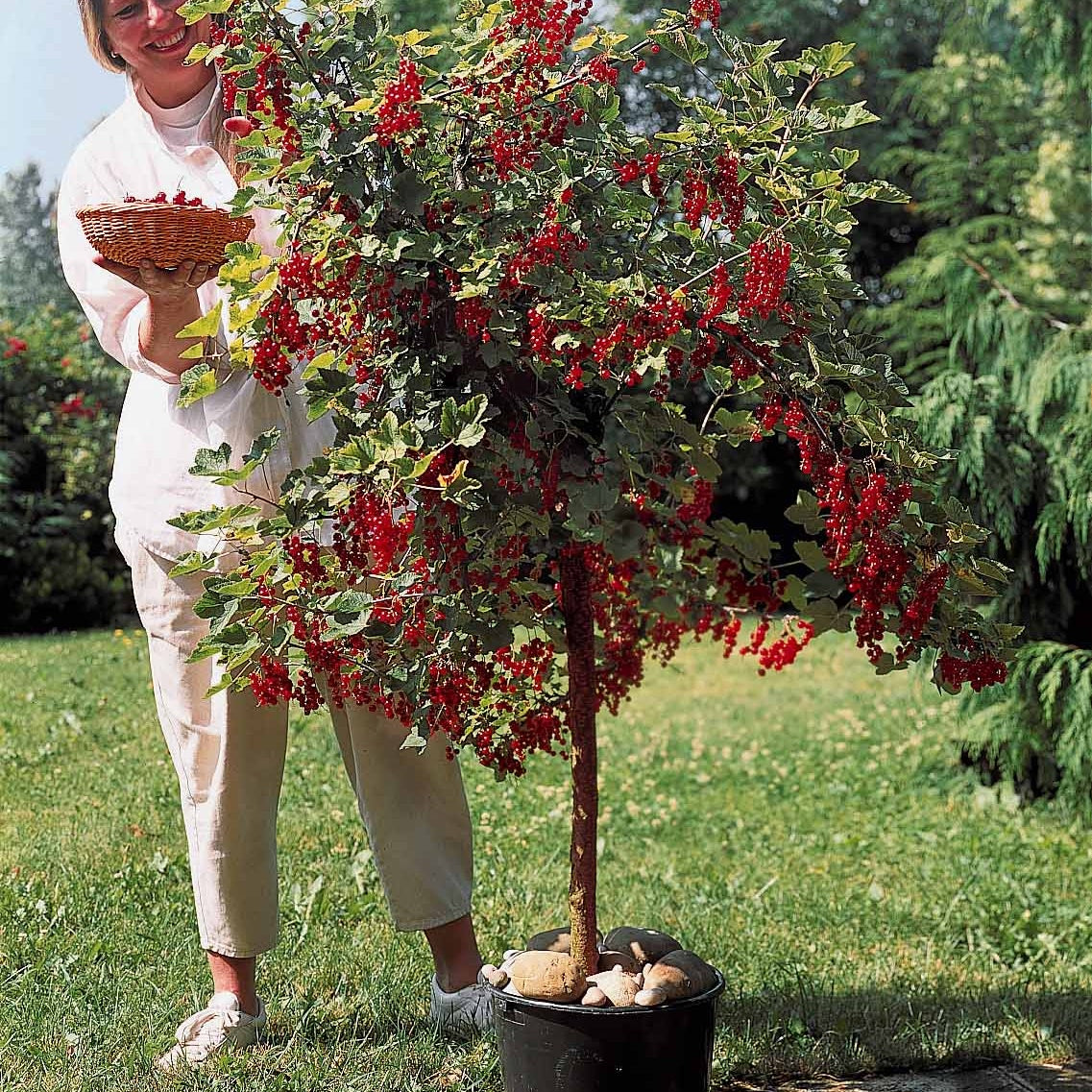  Groseillier Rouge Sur Tige