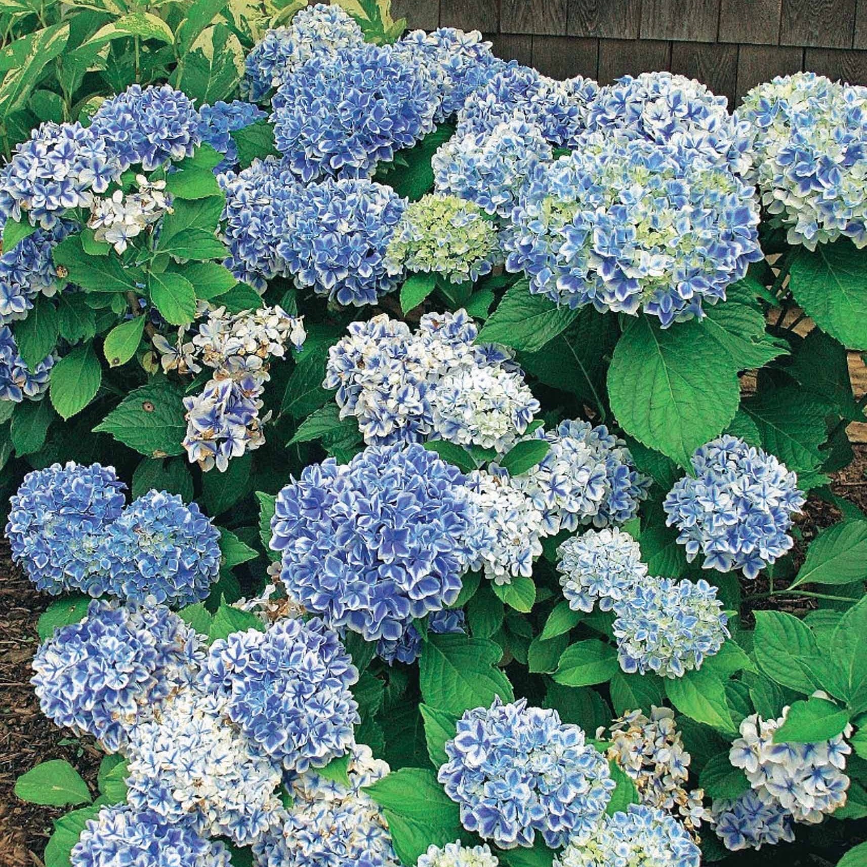  Hortensia Peppermint