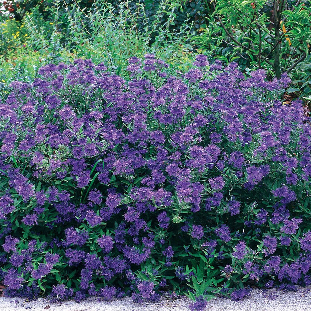  Caryopteris Oiseau Bleu