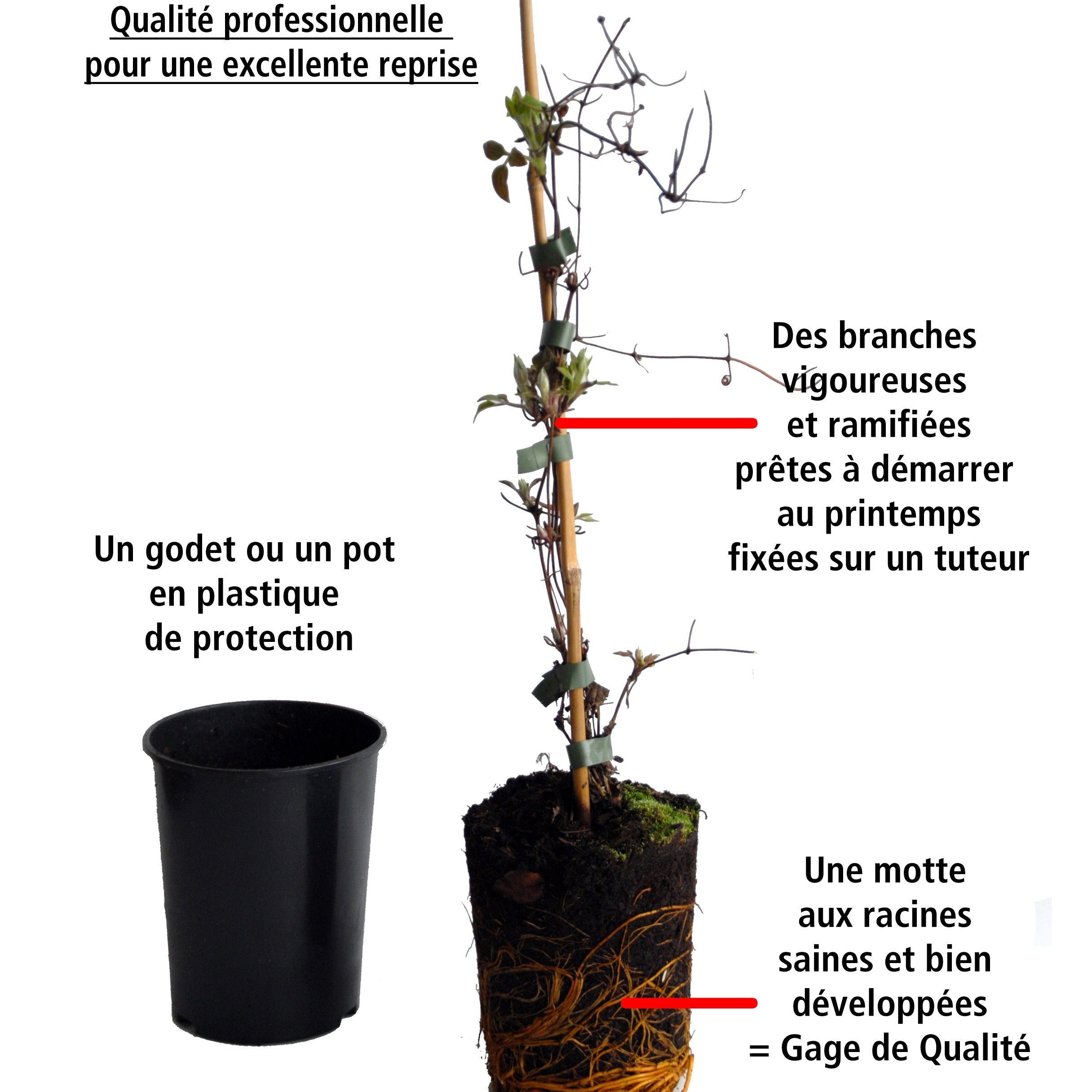  Bignone Rouge Sur Tige