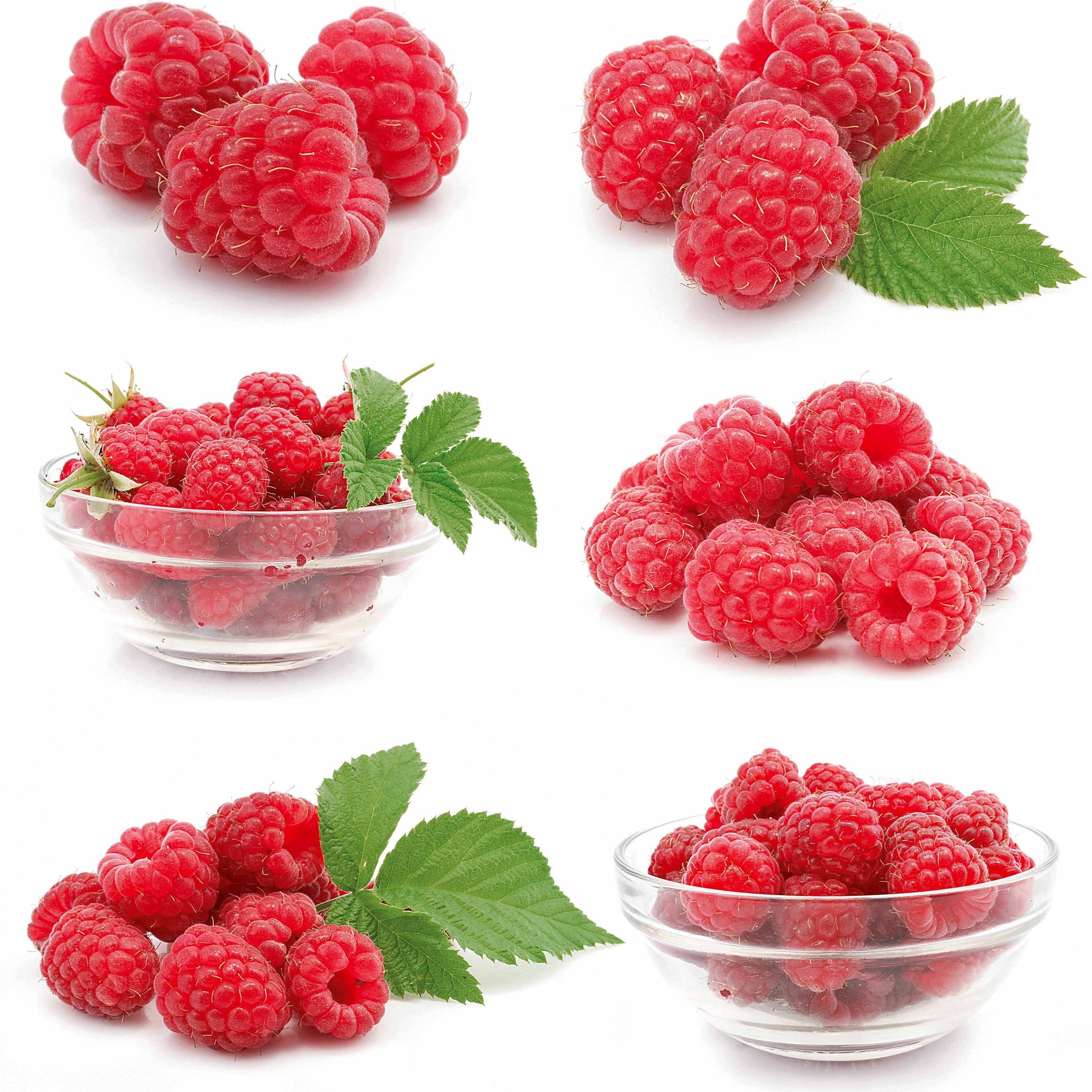  Framboisier Nain Et Compact Non Remontant Beauté Rubis ®