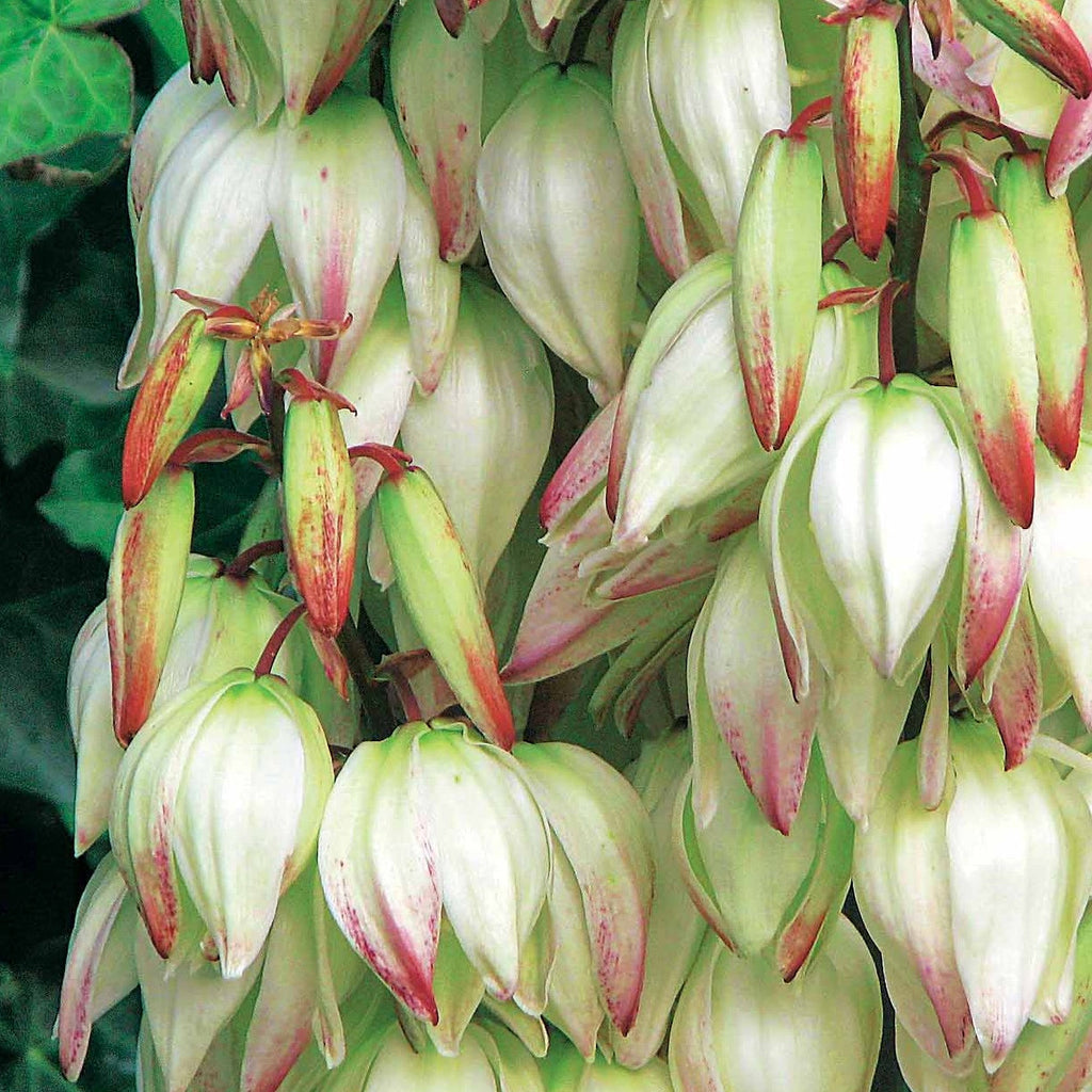  Yucca Panaché