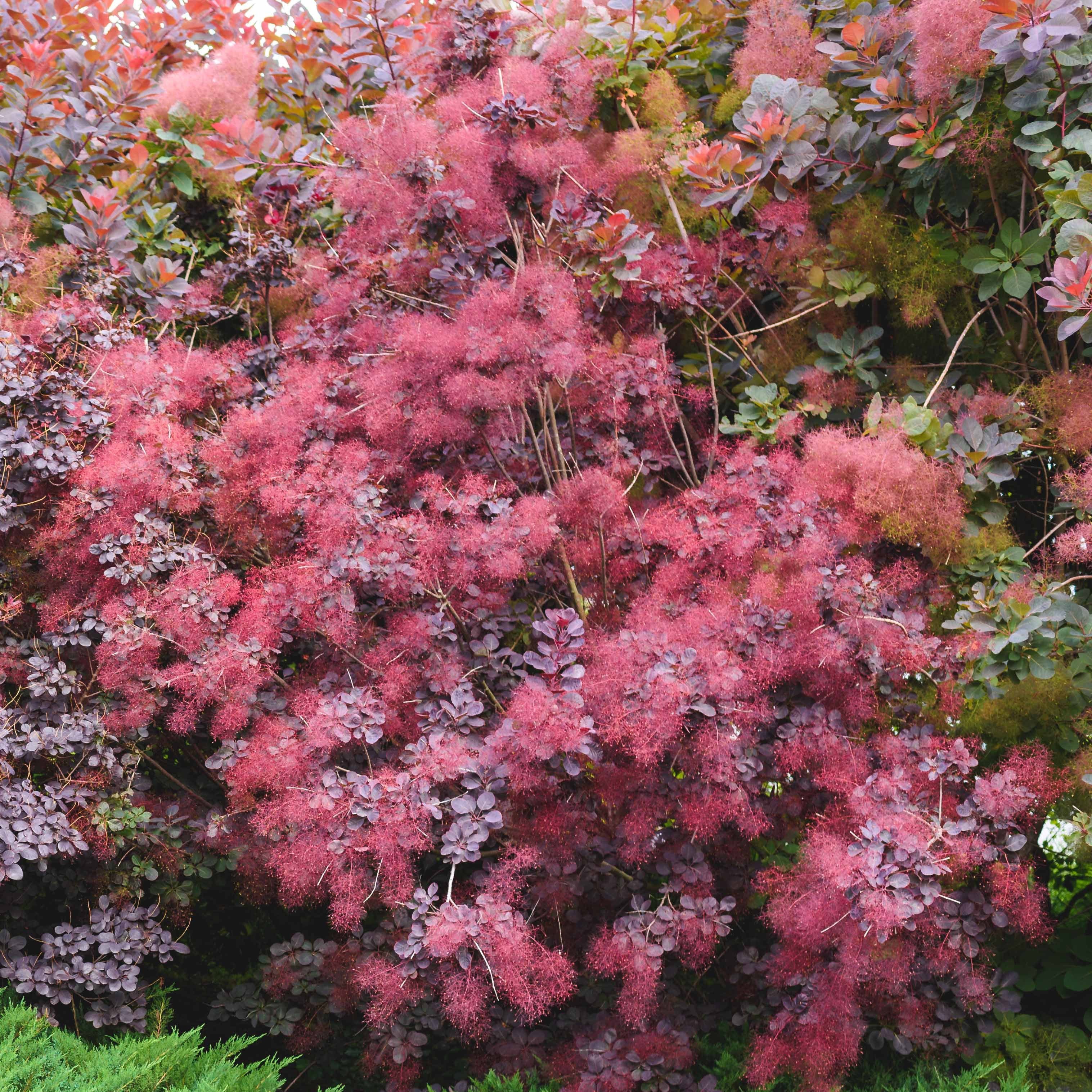  Arbre à Perruque Pourpre Royal Purple