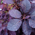  Arbre à Perruque Pourpre Royal Purple
