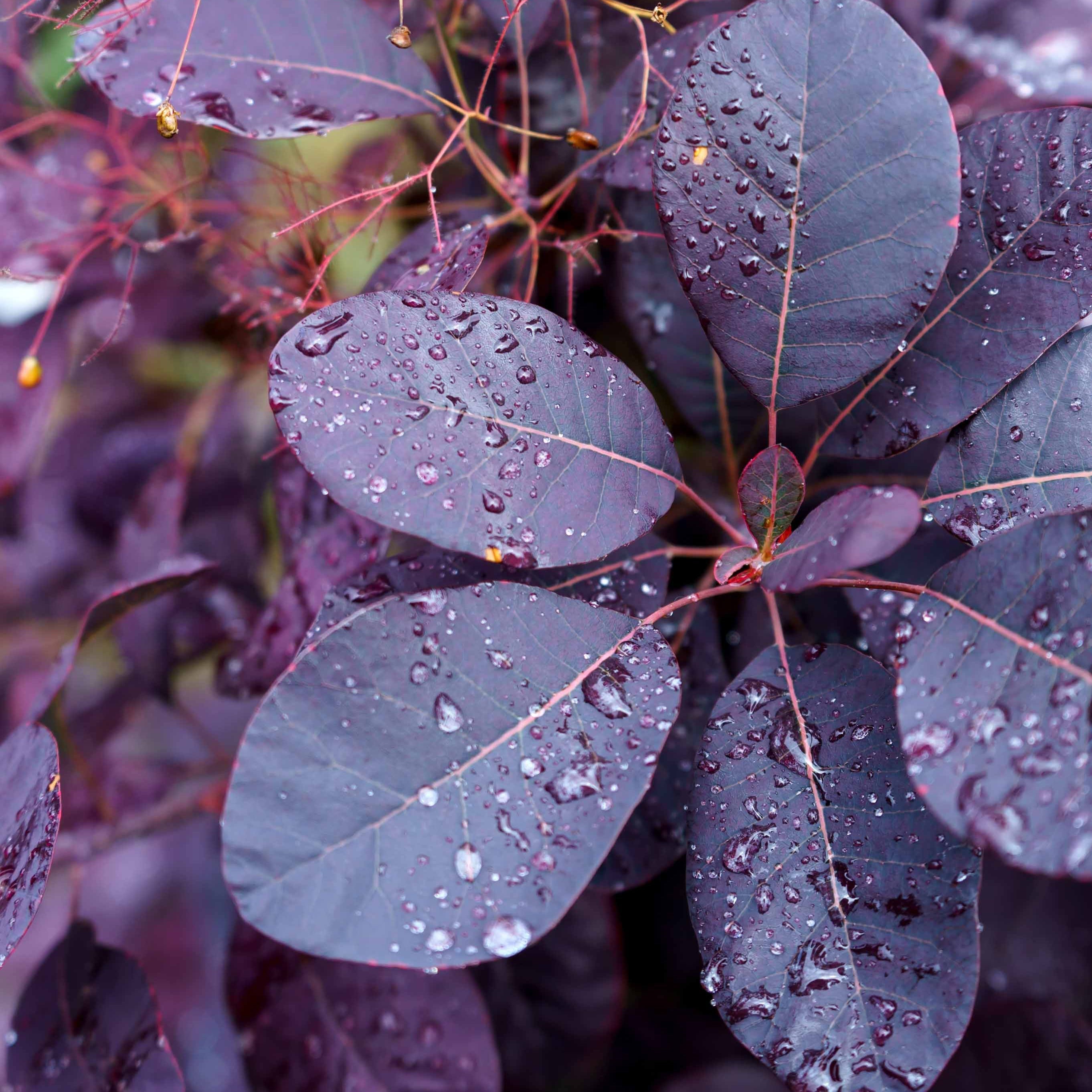  Arbre à Perruque Pourpre Royal Purple