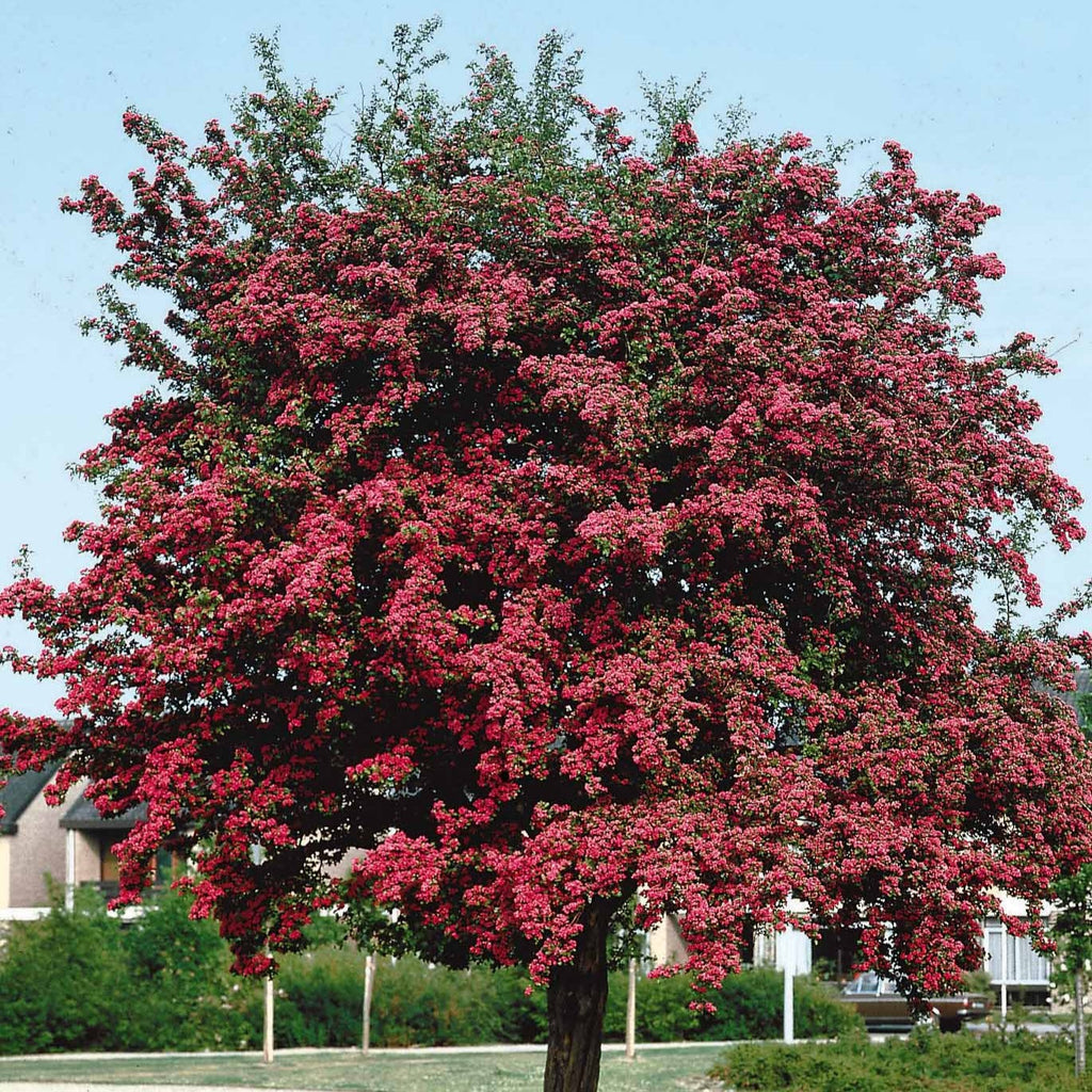 Aubépine Rouge