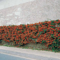  3 Pyracantha Saphyr Rouge